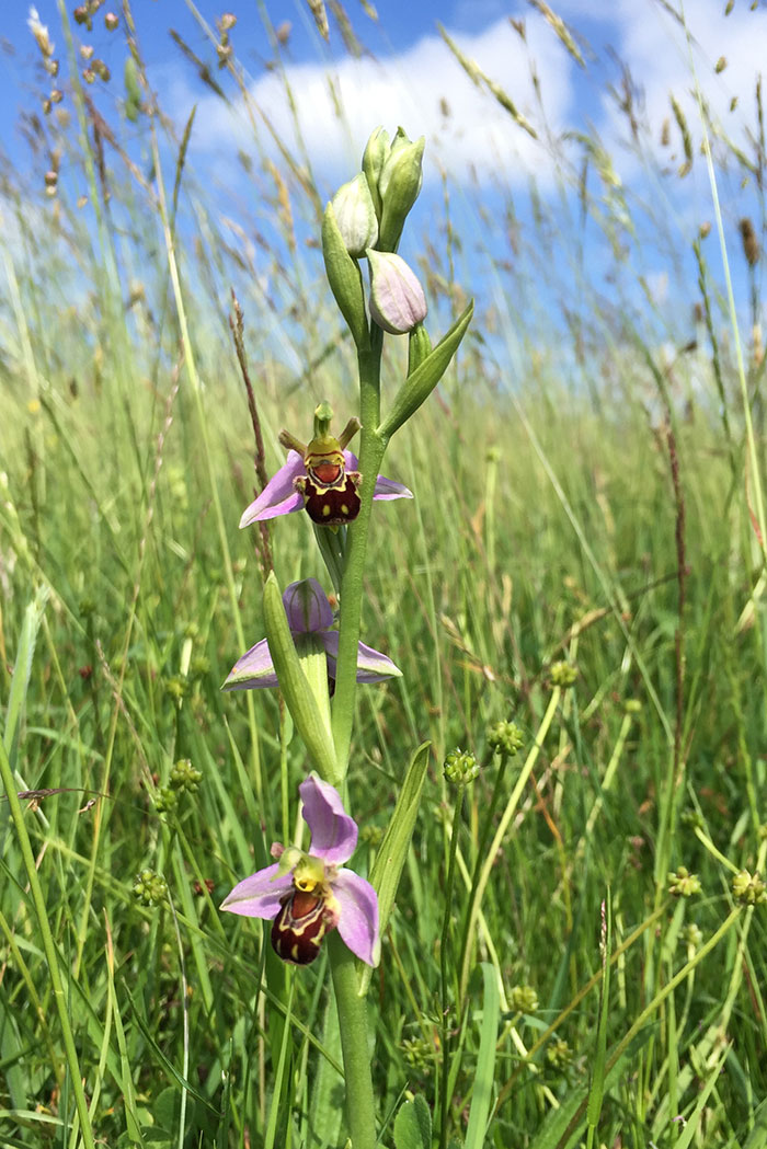 bee orchid